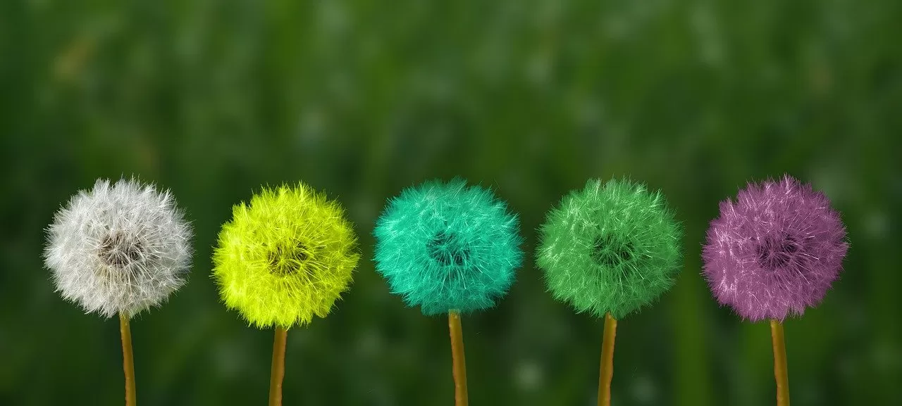dandelion-g20cc6a784_1280